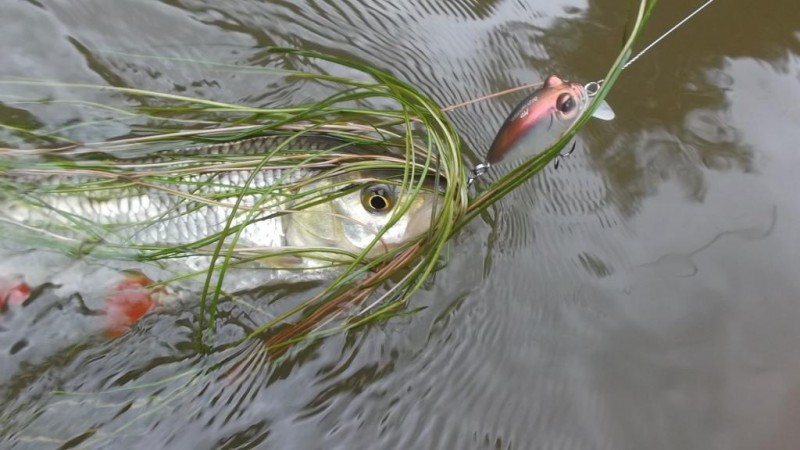 DSCF2714.JPG